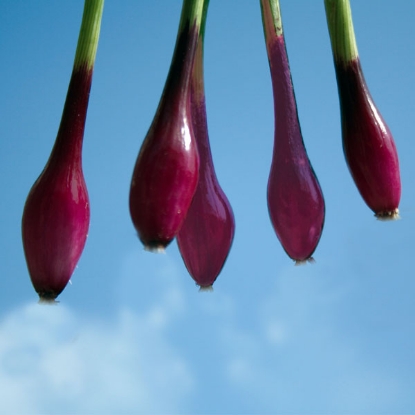 Picture of Salad Onion Apache